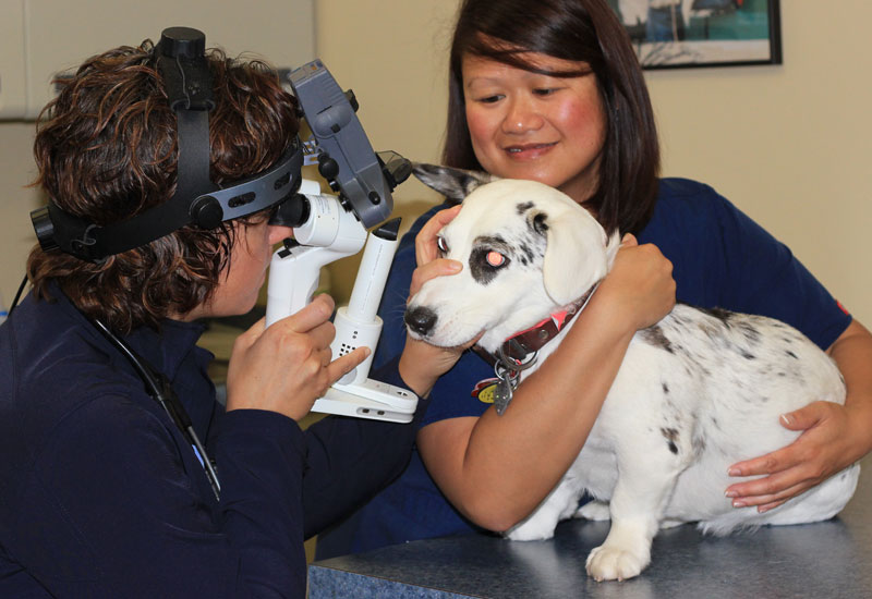 Free Service Animal Eye Exams Back for Ninth Year