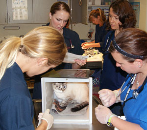 Texas A&M Vet Students To Assist Houston SPCA