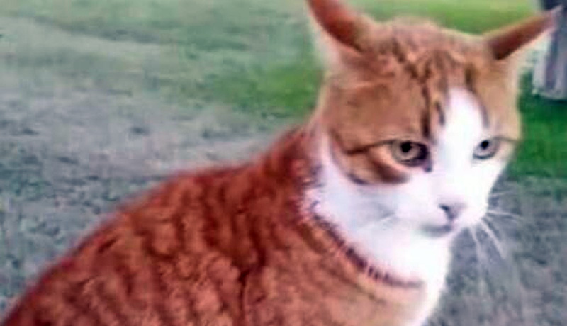 Mediation Next for Vet Who Bragged of Killing Cat