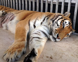4-Pound Hairball Removed From Florida Tiger