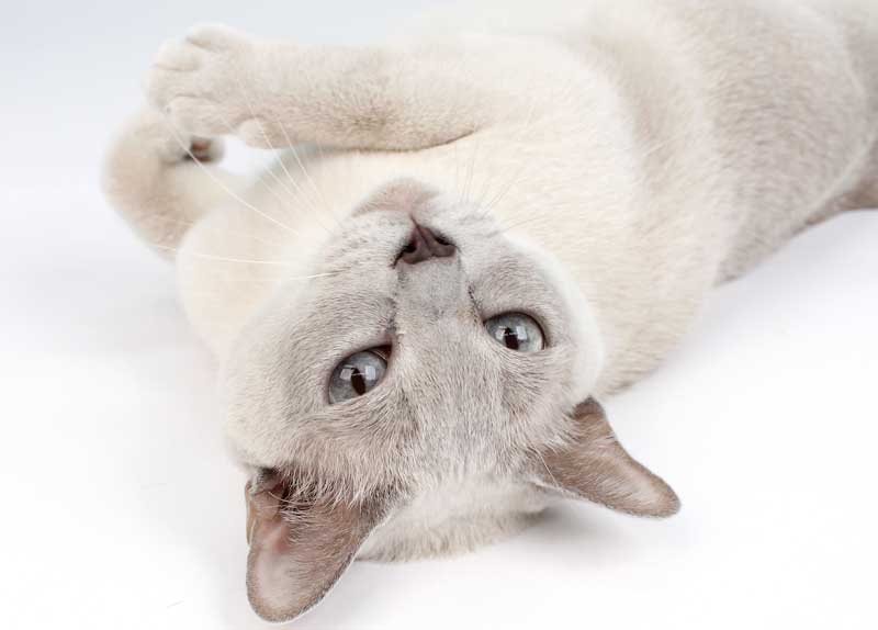 Study Offers Surprising Look at True Health of Cats