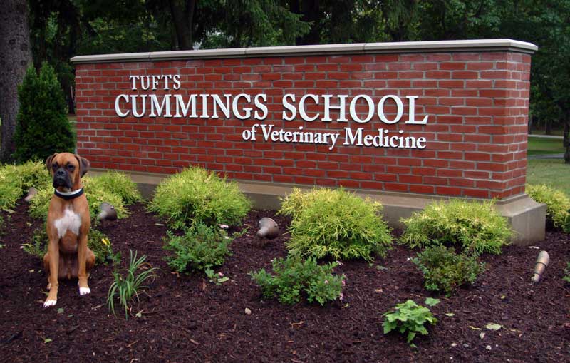 Tufts Moves to VMCAS for Student Applications