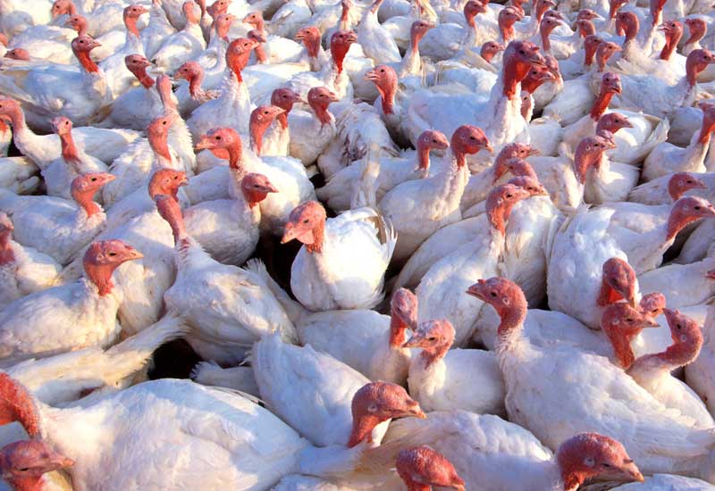 Drugs in Livestock Feed Put Under Vet Supervision