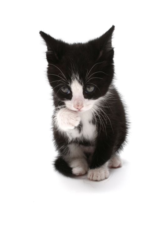 Vaccination And Parvovirus Testing In Kittens