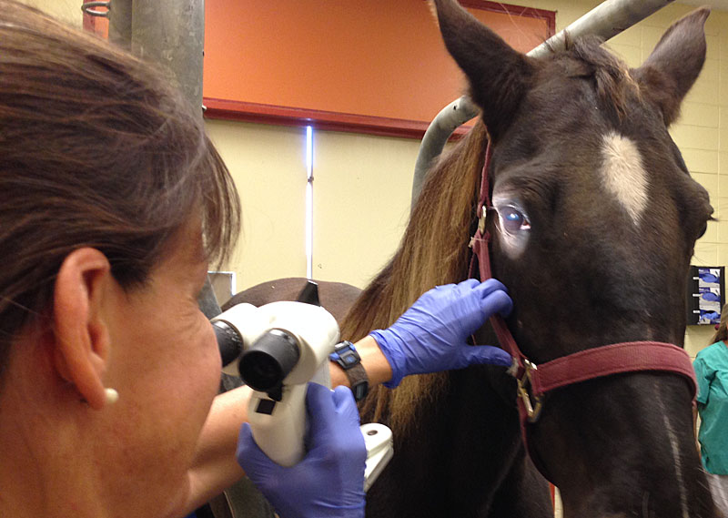 Top Vet School, Again, Is UC Davis