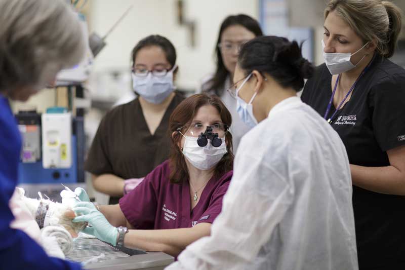 Florida Vets, Dentist Fix Cat’s Palate Injury