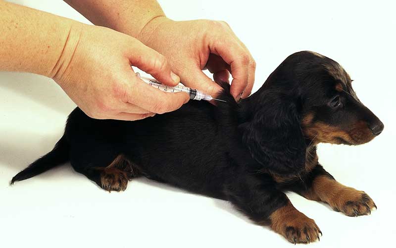 Don’t Skip Vaccinations, AVMA Advises