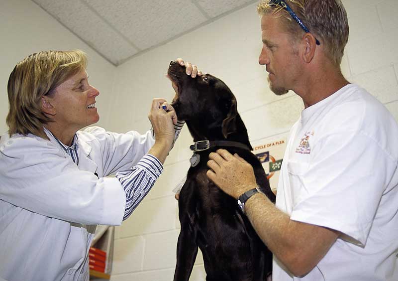 Survey: Most Practices Solicit Pet Owner Input