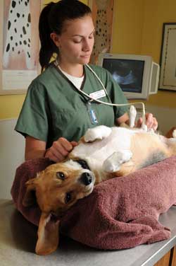 AVMA Convention Starts Friday In Chicago