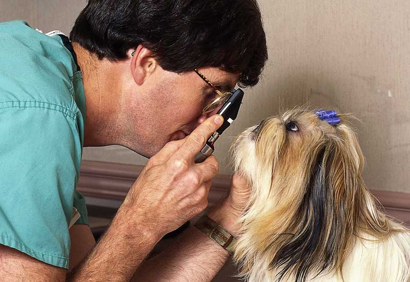 Pets Best Reaches $100 Million in Payouts