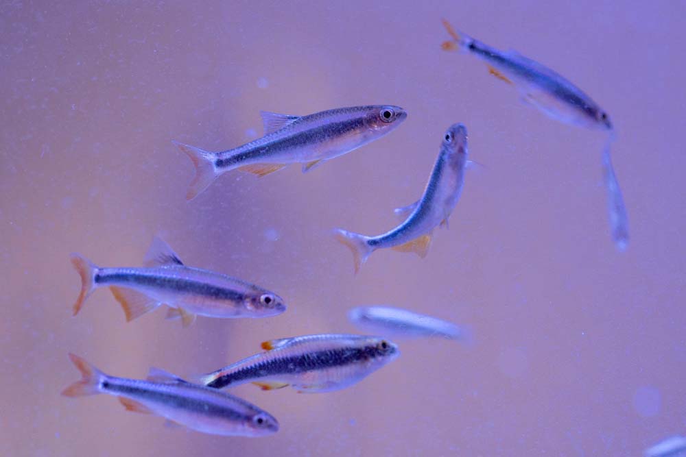 Iowa Vet College Upgrades Aquarium