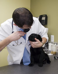 AVMA Survey Finds Vets Like Their Jobs, Happy Too