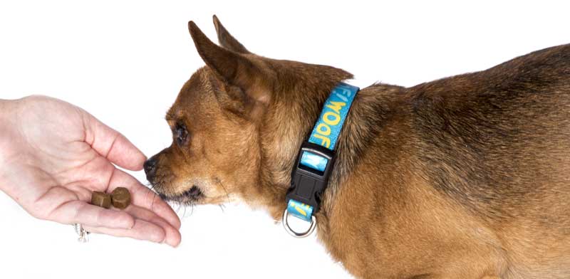 Vets Plus ‘Shell’ Protects Probiotics in Soft Chews