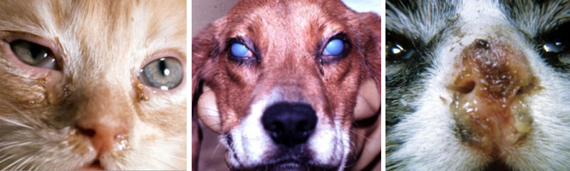 WSAVA Injects Fresh Wisdom Into Vaccination Guidelines