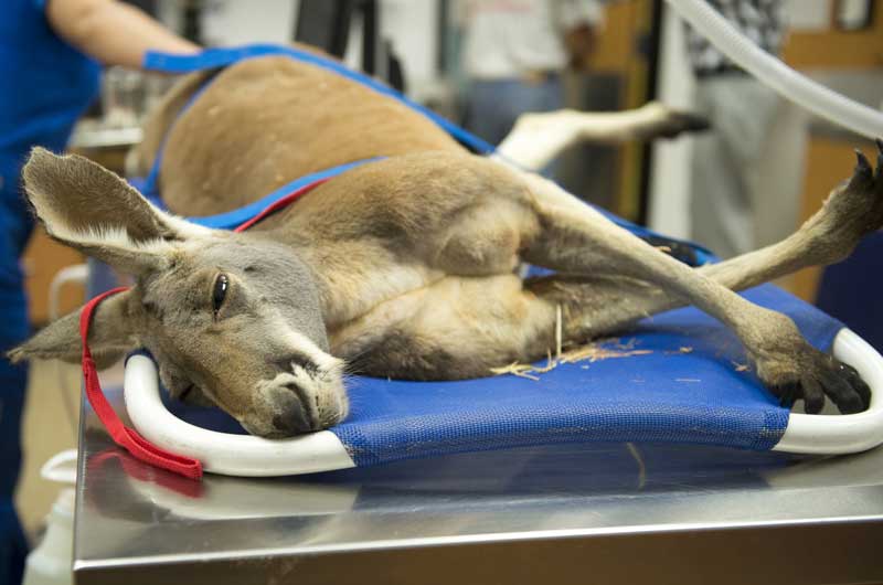For Kangaroo Health, WesternU Springs Into Action