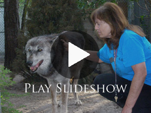 Philanthropist Nancy Smith Answers Community’s Need For Animal Refuge