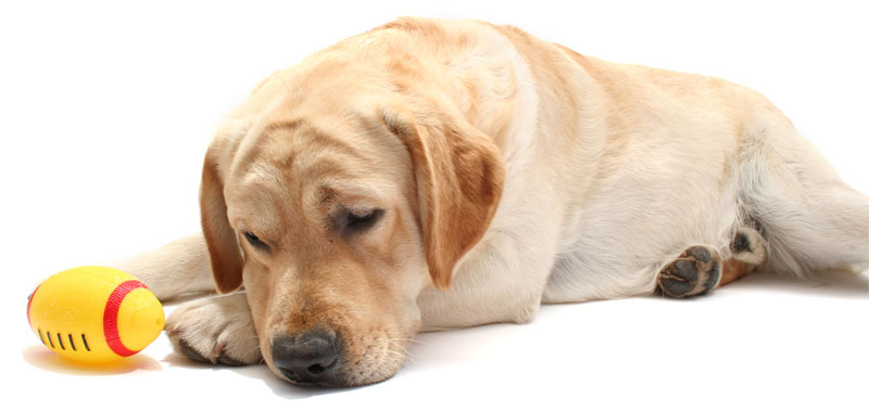 Jaguar Seeks Limited Approval of Canine Diarrhea Drug