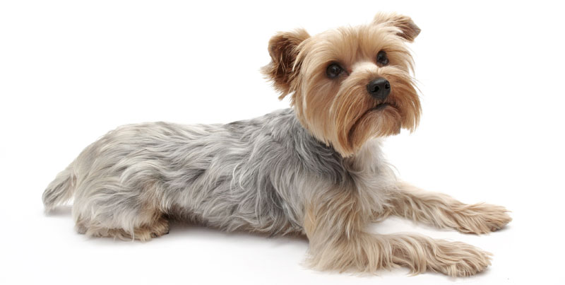 What We’re Learning About New Canine Flu