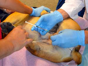 Ark Sciences Releases Canine Sterilization Drug