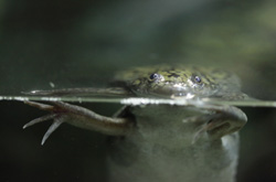 Pet Frogs Behind Nationwide Salmonella Outbreak, CDC Says