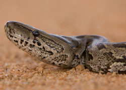 Report On Non-Native Giant Snakes Criticized As ‘Unscientific’