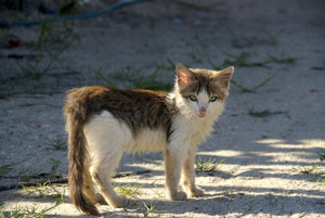 TNR Groups Provide Vet Care To Captured Cats