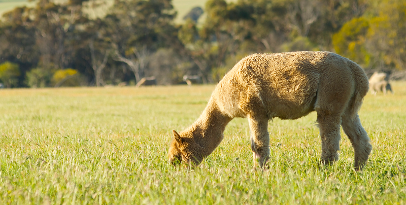University of Minnesota to Host Camelid Health Conference