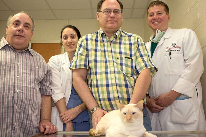 UGA Reports Successful Feline Kidney Transplant