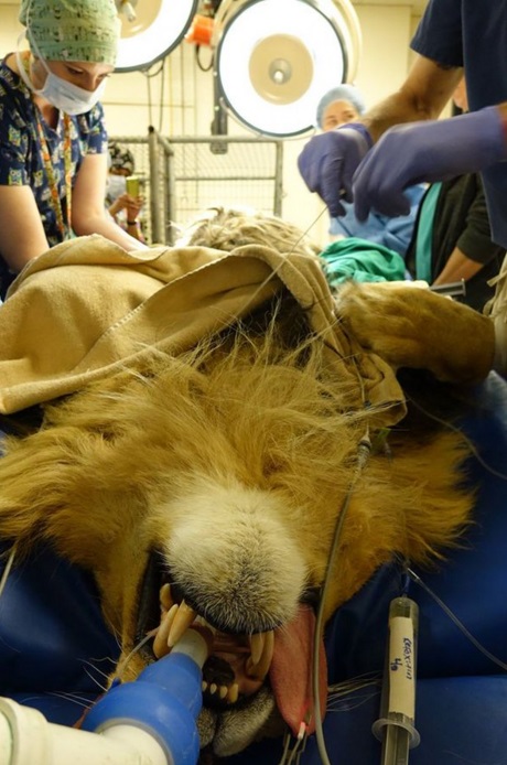Veterinarians At CSU Teaching Hospital Remove Hairball From Lion