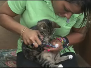 AVMA Releases Video On Declawing