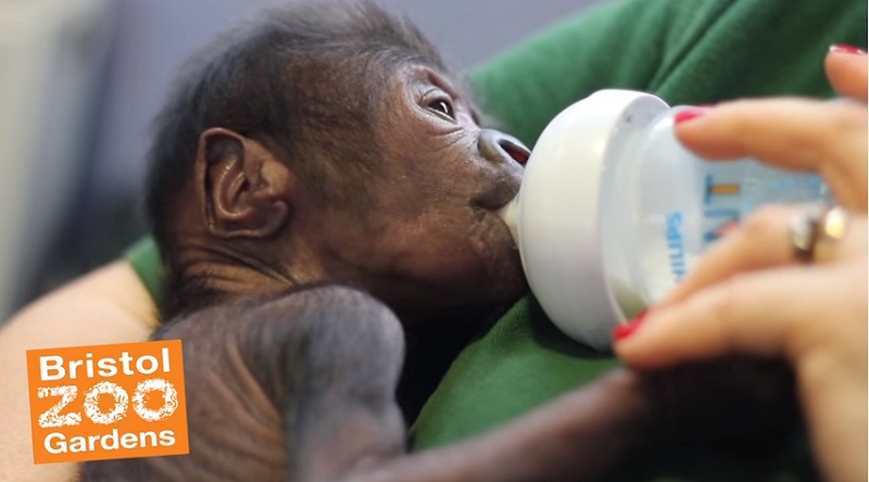 Veterinary Staff Performs Cesarean Section on Gorilla