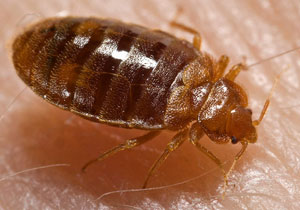 Banfield Survey Shows Pet Owners Fear Bed Bugs More Than Fleas
