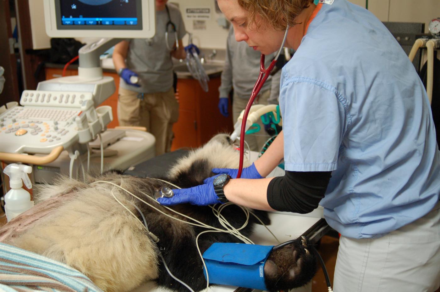 Vets perform surgery on panda cub to remove mass of bamboo in intestine