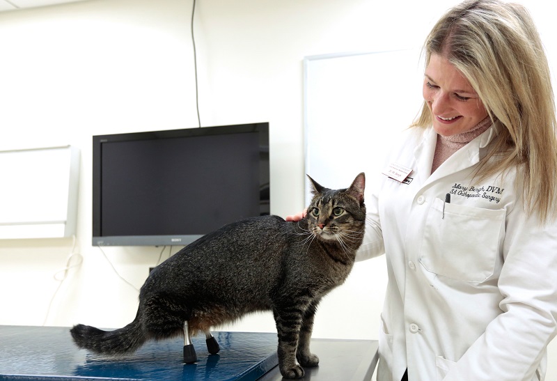 Cat on Road to Recovery After Receiving Prosthetic Legs, Thanks to Veterinarian