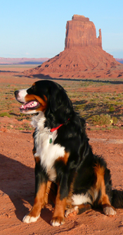Fellowships Give Canine Researchers A Leg Up