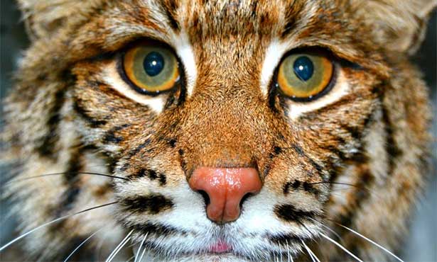 Bobcat Being Treated at University of Illinois Gets OK to Go Home