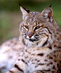 Grant Funds Study On Disease Transmission In Fractured Habitats