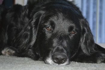 Vet Shares His Story Of Putting His Dog To Sleep
