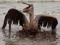 Gulf Coast Pet Relief Program To Help Veterinarians Support Pet Owners Affected By Oil Spill