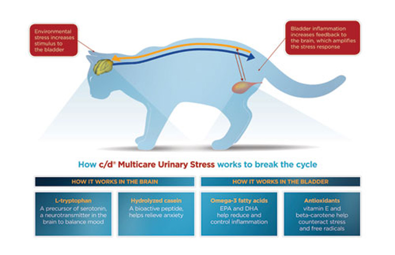 Cats And FIC: Discover The Signs And Some Solutions
