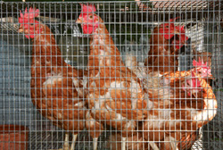 Calif. Vets Face Off On Farm Cruelty Measure