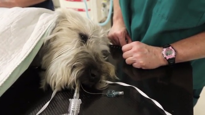 NCSU Veterinarians, Duke Doctors Join Forces to Fight Cancer