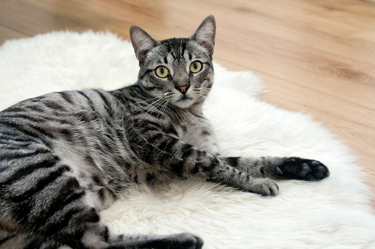 Canine Flu Was Transmitted to Four Cats