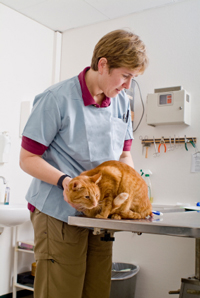 Progress In Treating FIP Reported