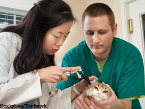 Pilot Program Increased Cat Visits And Revenues, Catalyst Council Reports