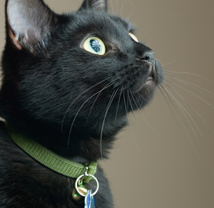 Study Reveals Most Cats Will Wear Collars