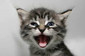 Study Finds High Prevalence Of Retrovirus Infection Among Cats With Oral Disease