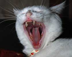 Virbac To Launch Pet Dental Campaign