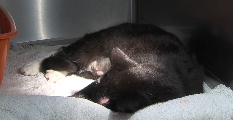 Veterinarian Treats Cat Thrown From Car on Highway