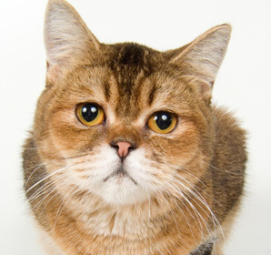 PetSafe Fund Gives $3,000 To Animal Welfare Groups